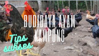 Budidaya ayam kampung - tips sukses budidaya ayam kampung dengan modal kecil!