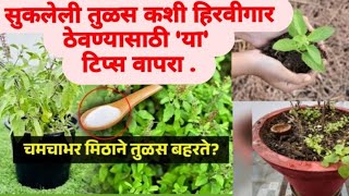 सुकलेल्या तुळशीला ८ दिवसात या उपायाने करा हिरवीगारTulsi Plant Care tips Marathi|How to grow and care