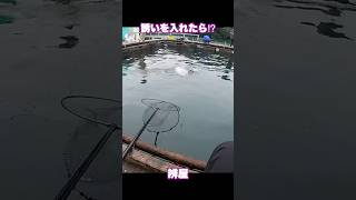 【海上釣堀】シラサエビで誘ったら...