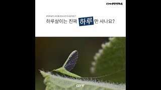 [채널아야포 - 들리는카드뉴스] 하루살이는 딱 하루만 사나요?