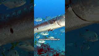 Barracudas:  5 Fascinating Facts