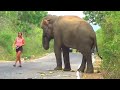 ඩොලර් වලට අබරෙන කතරගම පාරේ වන අලියා elephant elephantattack butthlarodkatharagam