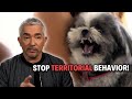 This Shih Tzu Pup Makes Me Bleed! | Cesar 911 Season 4, Ep. 3 - Part 1