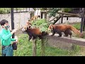 【レッサーパンダ】リンゴが欲しくて しがみつく まんまタイム @大森山動物園（秋田県） red panda