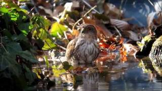 「　野鳥百景　」　ツミ - 1 　Accipiter gularis　gularis　2012年