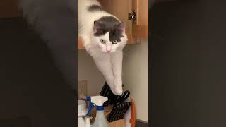 Hilarious Cat Tries to Sneak Around in Kitchen!