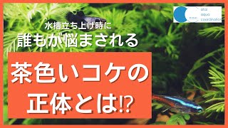 【アクアリウム　コケ対策シリーズ#01】珪藻　茶ゴケでお困りの方へ