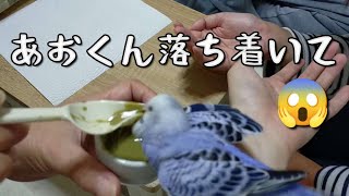 【パニック!!】実家に帰ってきた兄と姉。てんやわんやの挿し餌タイム【セキセイインコ碧くん】Budgerigar Parakeet