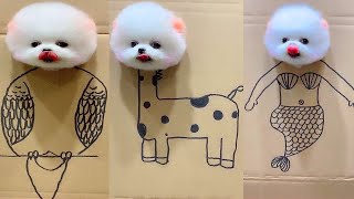 Tik Tok Chó Phốc Sóc Mini 😍 Funny and Cute Pomeranian #270