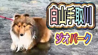 【シェルティ】【白山手取川ジオパーク】手取川で水遊び💦❣️