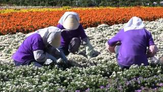 ファーム富田 | 北海道富良野のラベンダー畑 Farm Tomita