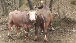 buffalo funny video #viral #cuteanimals #buffalo