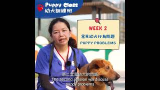 Puppy Class (Part 1)