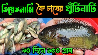 ভিয়েতনামি কৈ চাষের খুঁটিনাটি | ভিয়েতনাম কৈ মাছ চাষ | ভিয়েতনামি কৈ মাছের পোনা | Vietnami koi mach