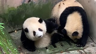 花菜姊妹俩躲在沟里玩耍~ HeHua \u0026 RunYue hide and play in the ditch | Panda HeHua \u0026 RunYue 【大熊猫和花 润玥】