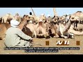 dromedary camels vs. bactrian camels how to distinguish them