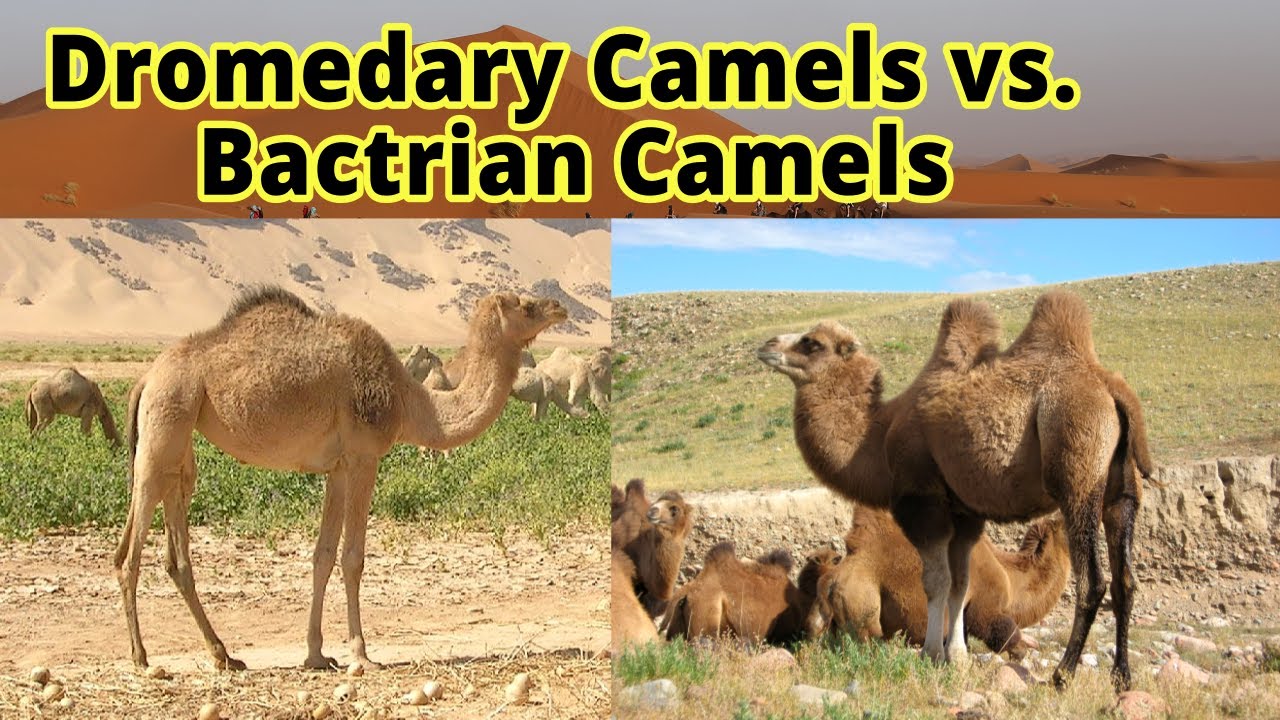 Dromedary Camels Vs. Bactrian Camels: How To Distinguish Them??? - YouTube