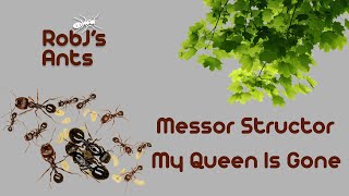 Messor structor | My Queens Gone!