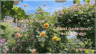 雨続きの晴れ間、薔薇が彩る小さなお庭 | David Austin Roses | June Garden Tour | 🌹 MK*Roses 🌹 Zone 8a