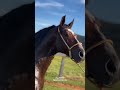 cavalo mangalarga marchador quem conhece esse garanhão