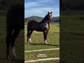 cavalo mangalarga marchador quem conhece esse garanhão