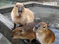 feeding capybaras in the rain雨の中ゴハンをねだるカピバラ一家