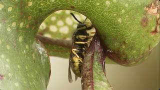 L'Esprit des plantes : La neurobiologie végétale