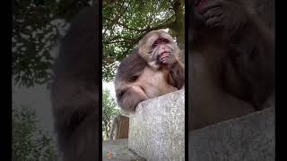 星星：你这个老六，让我闻闻烤串草莓都不香了！ #monkey #猴子 #animals