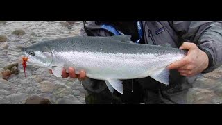 Ohio's Steelhead Paradise: Top Rivers and Epic Catches!