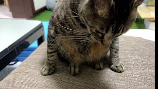 変な座り方をしているウチのニャンコ（my cat sitting in a strange way）