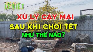 Xử Lý Cây Mai Vàng sau khi Chơi Tết như thế nào cho hợp lý: Thời điểm lặt bỏ nút nụ, thời điểm cắt.