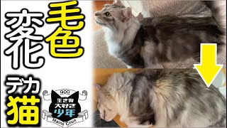 【メインクーン】猫の毛色が変化する？シルバータビーが茶色に。ターニッシュとは