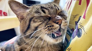 「大好きやぁぁ…」と、ママにギュッと抱きついて甘える猫