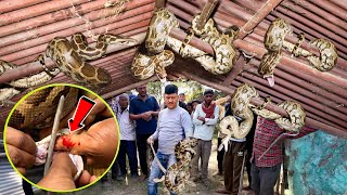 गुड्डू मौर्या को सांप ने काटा! Russell's Viper को Python समझने की कर बैठे भूल | 6 अजगरों में 1Viper.