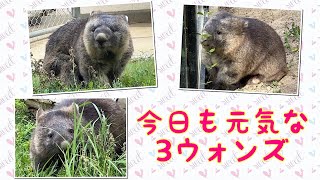 【wombat】今日も元気な３ウォンズ☆(Everyone is fine today)