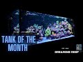 SPS Dominated Tank by ReefSG (Tank of the Month Sept !!)