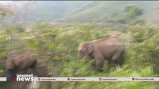 ഹൈറേഞ്ചിൽ ഭീതി വിതക്കുന്ന കാട്ടുകൊമ്പന്മാർ | Wild elephant threat in Highrange