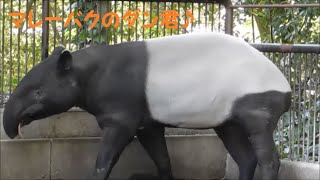 【マレーバク】マレーバクのダン君♪ 　2021/4/7　とべ動物園