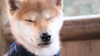 柴犬だいふく（子犬編）眠気とたたかうぞ [Shibainu  Daifuku felt asleep2]