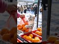 the hardworking cat sets up a stall to sell navel oranges to make a living.