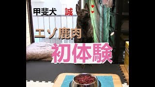 甲斐犬 誠 生の鹿肉（ミンチ）を食す！-Kaiken Makoto eating raw deer meat-