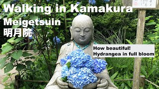 【鎌倉さんぽ】紫陽花が満開の鎌倉明月院/Walking in Kamakura - Hydrangeas in full bloom in Meigetsuin