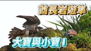 (2021年)酋長岩遊隼_EP86_大寶與小寶 I _Falco peregrinus_ハヤブサ_송골매_5月15日