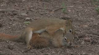 Red squirrel male and female | pair | mating animals | sex | reproduct