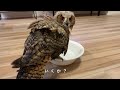 【ベンガルワシミミズク】 36 生まれて初めての水浴びをするフクロウさん bathing indian eagle owl