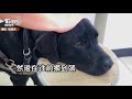 黑暗領航員！導盲犬oba的1天　會帶路還能找空位