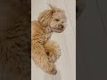 【頭の寝癖が可愛い愛犬です🐾】 ペキプー ペキニーズ トイプードル 子犬 犬動画 パピー ミックス犬 dog いぬのいる生活 shorts short