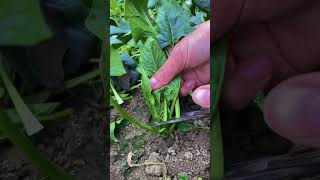 Vegetables102#cuttingskills #ruralsounds #originalsound #rurallife #lifetips