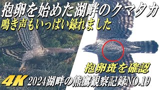 【抱卵を始めたクマタカ、メスのお腹には抱卵斑】クマタカの鳴き声もしっかり録れた！2024年湖畔のクマタカ観察記録No.19