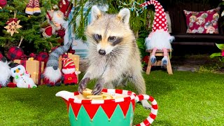 Raccoon Christmas Show | Raccoon Backyard Party